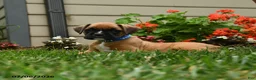 Boxer dogs for sale: Dilly - Ad 3