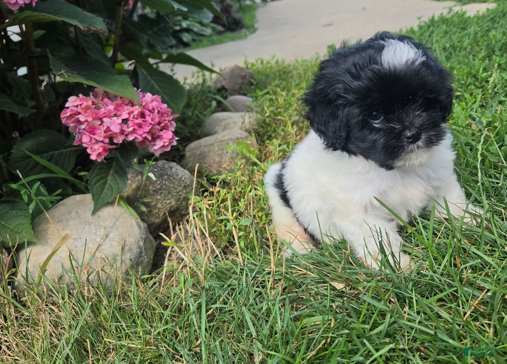 Shihpoo dogs Vicky - Ad 2