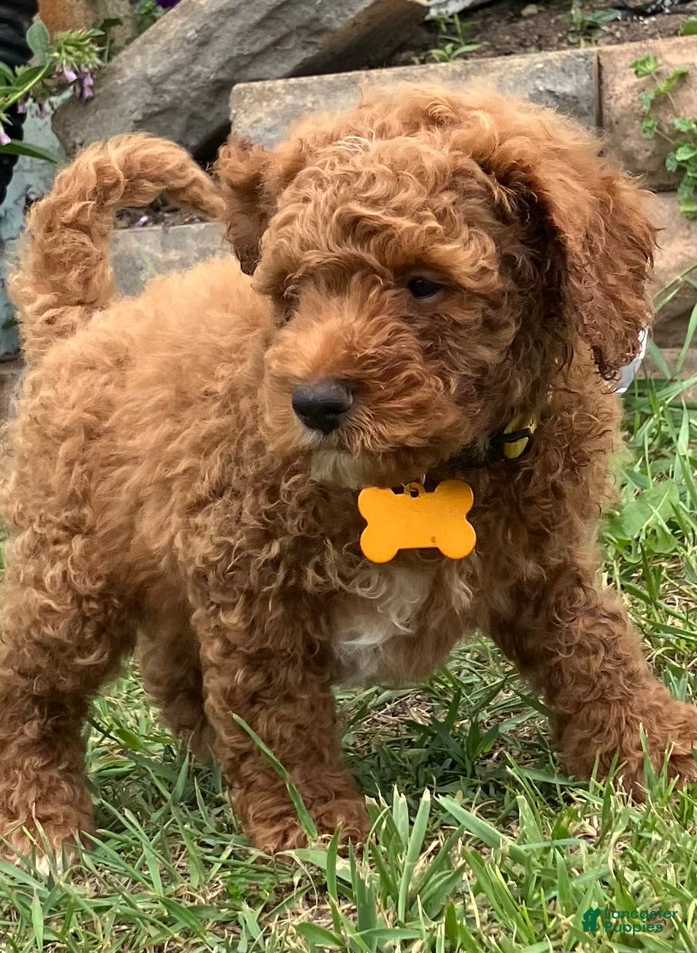 Miniature Poodle dogs Frappe - Ad 7