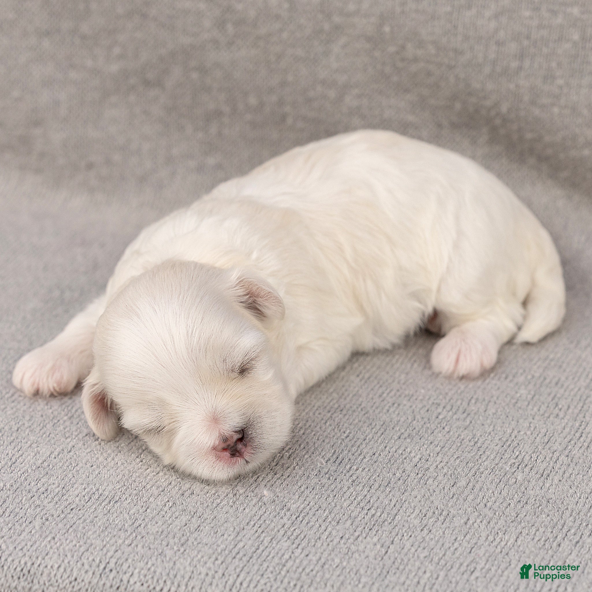 Maltese dogs Leo Maltese  - Ad 2