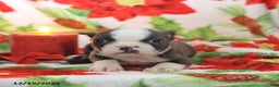 Boston Terrier dogs for sale: Homer - Ad 5