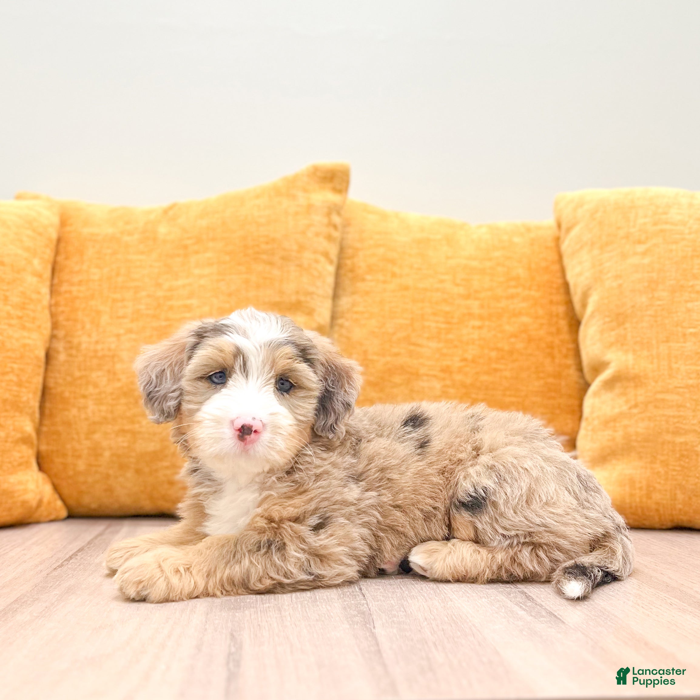 Mini Bernedoodle dogs Skye - Ad 2