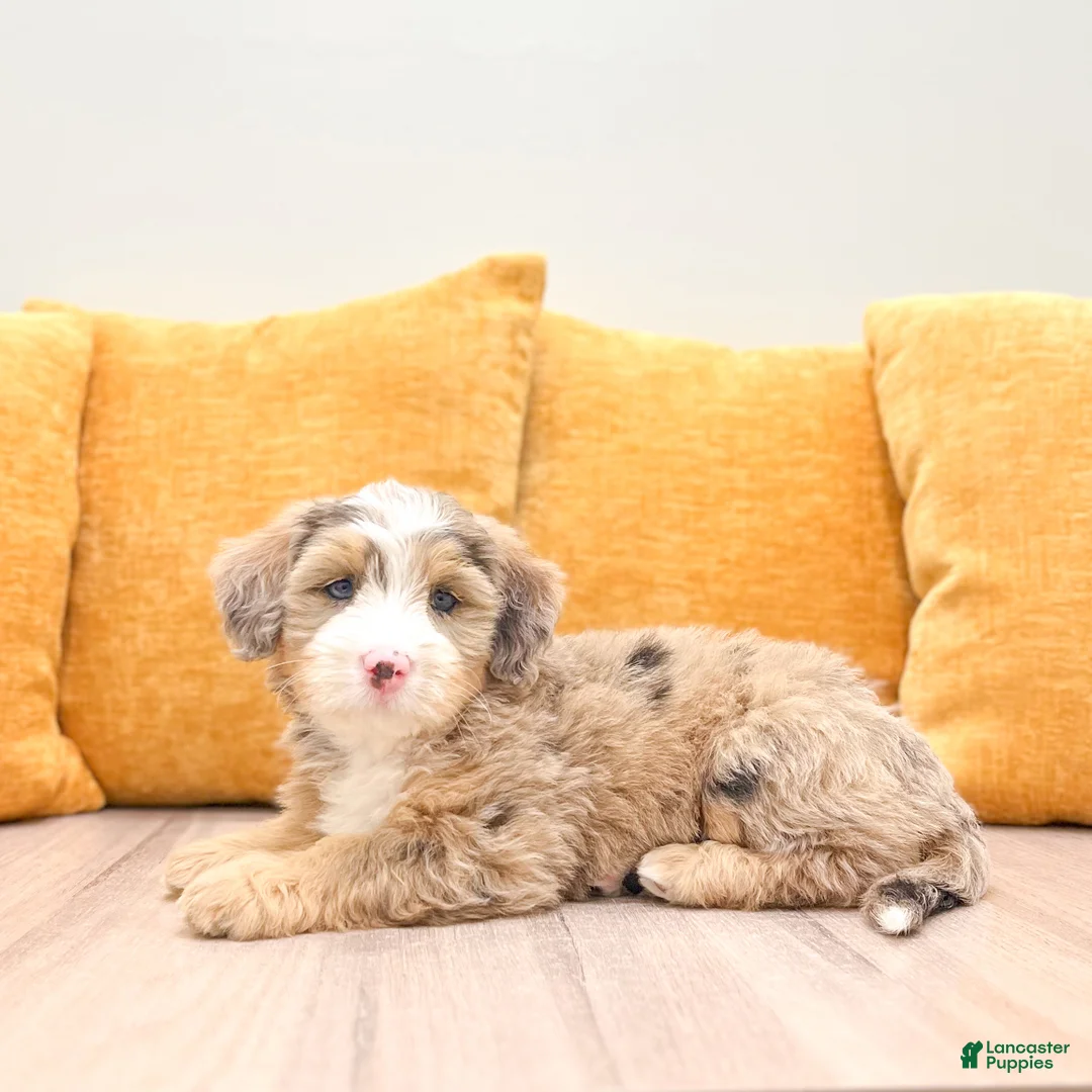 Mini Bernedoodle dogs for sale: Skye - Ad 2