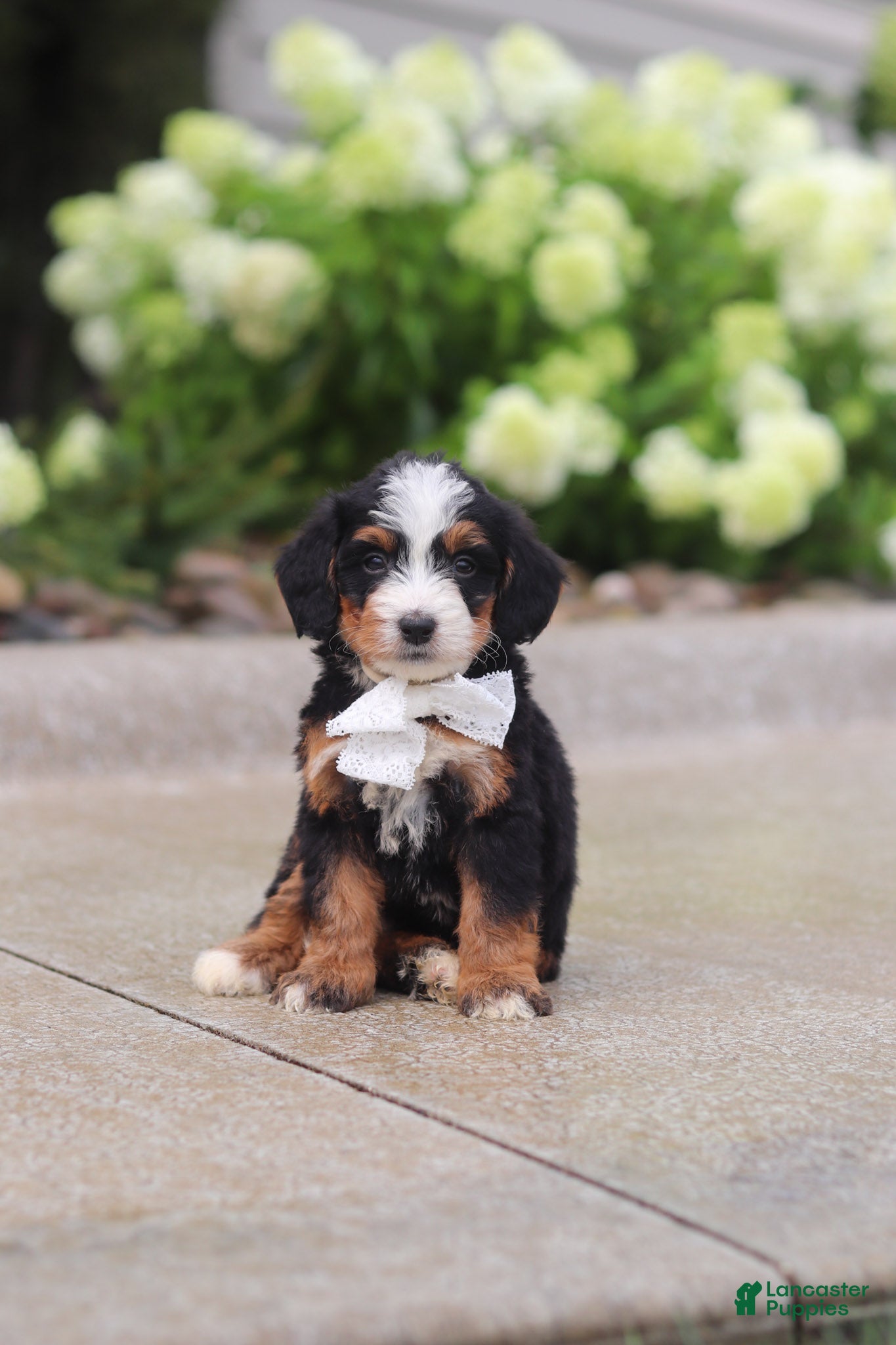 Mini Bernedoodle dogs for sale: Onyx - Ad 4