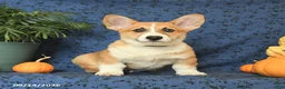 Welsh Corgi Pembroke dogs for sale: Lucky - Ad 4