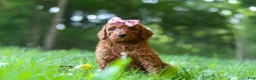 Standard Poodle dogs for sale: Autumn - Ad 4
