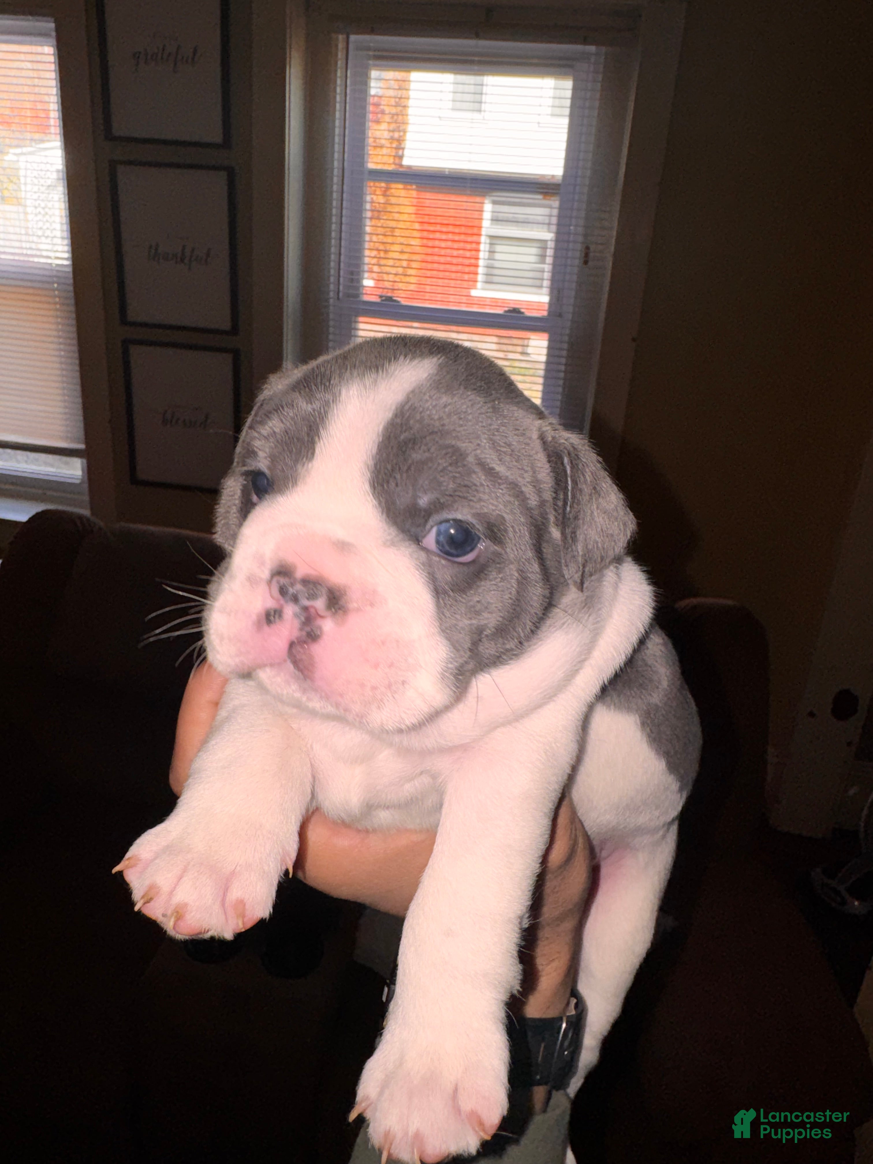 Mixed Breed dogs CJ - Ad 21