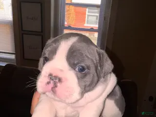 Mixed Breed dogs CJ - Ad 21