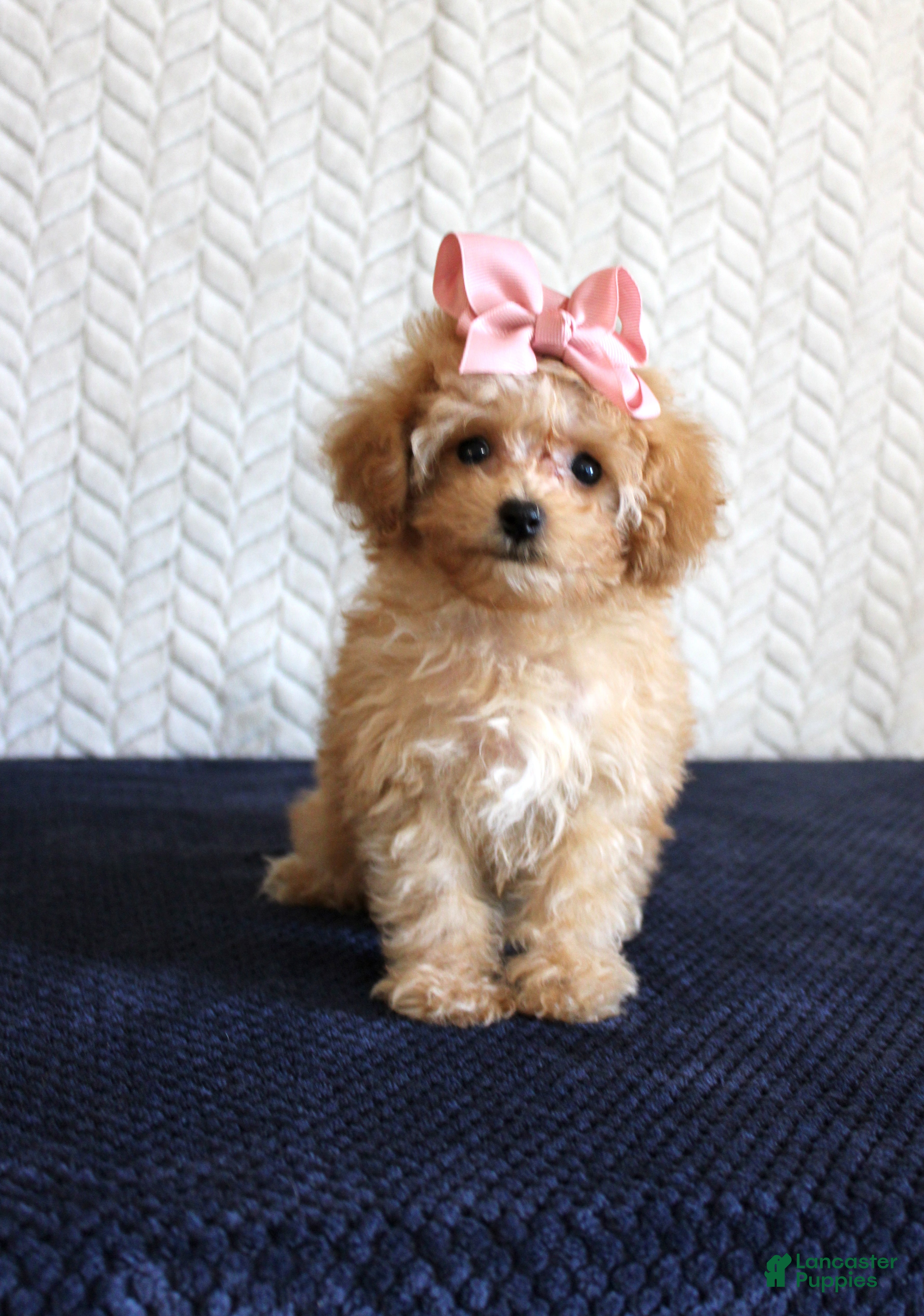 Toy Poodle dogs Tammi - Ad 36