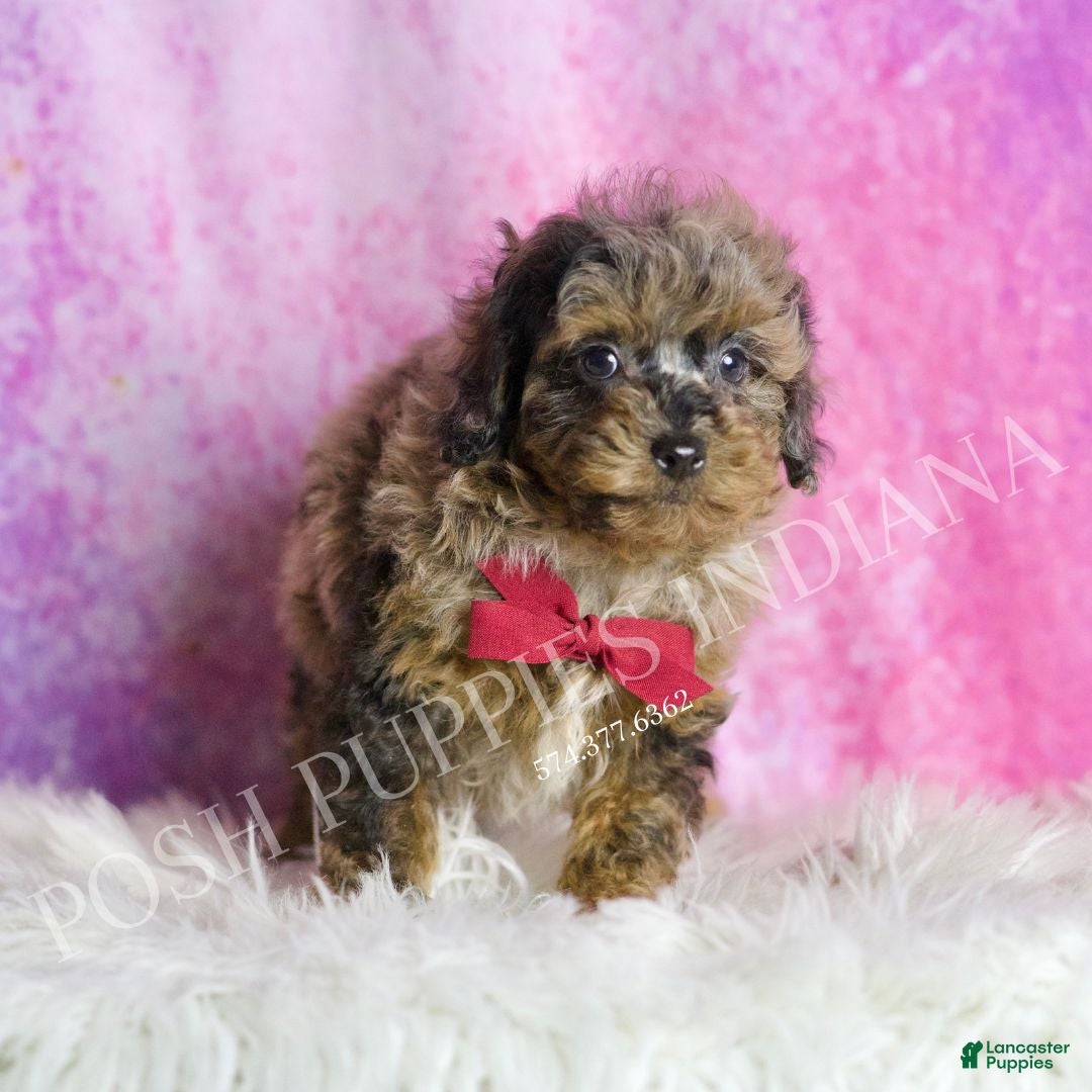 Toy Poodle dogs for sale: Bentley - Ad 4