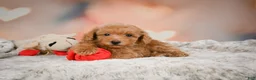 Toy Poodle dogs for sale: Ike - Ad 3