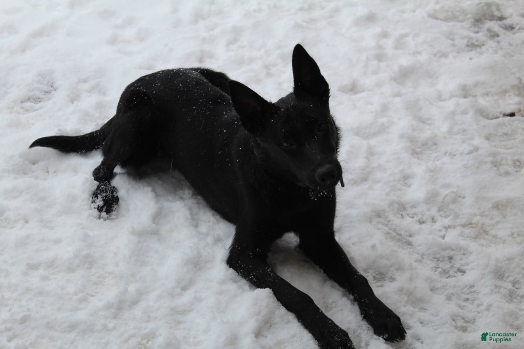 Belgian Malinois dogs for sale: Katie - Ad 2