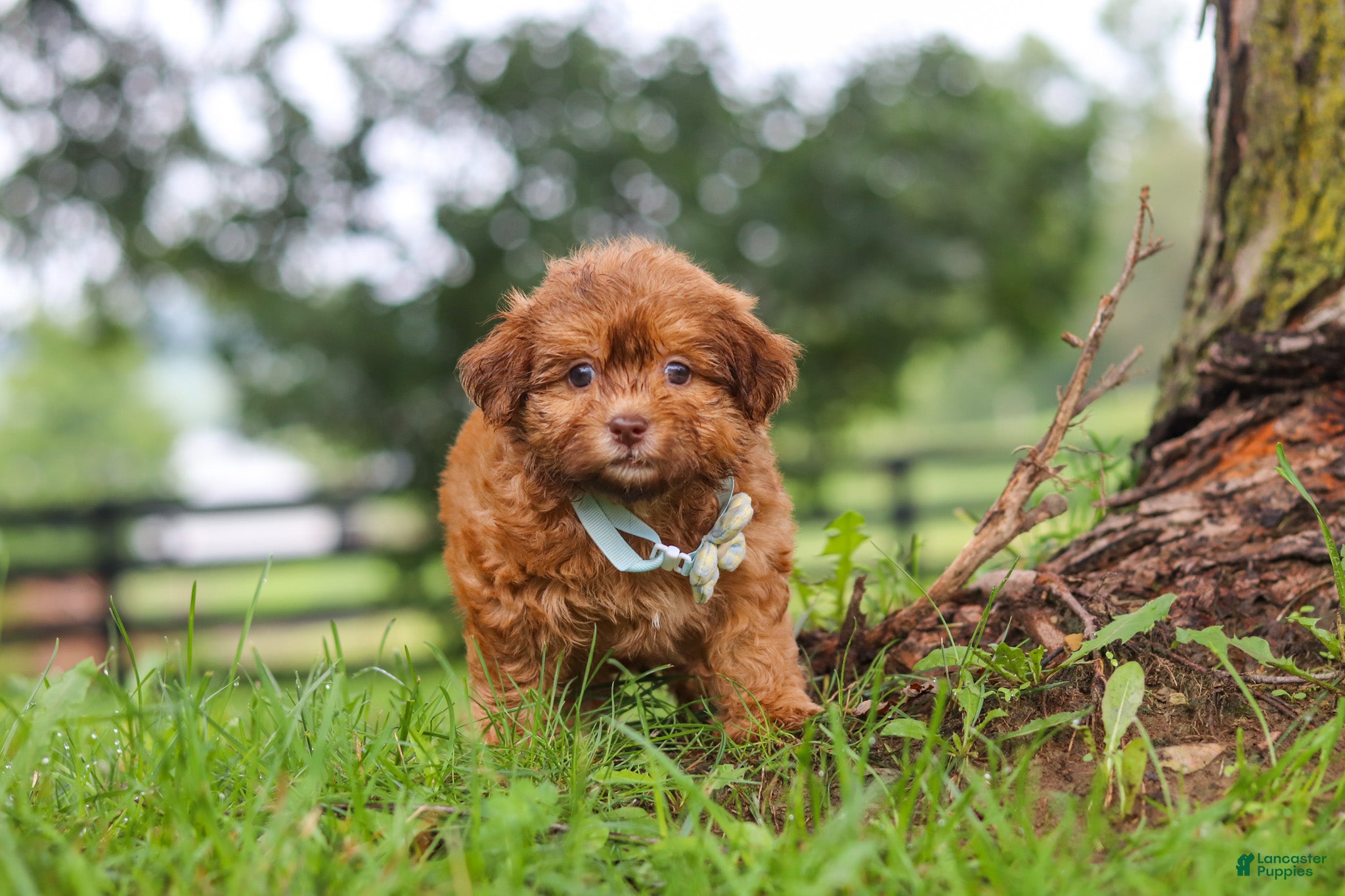 Shihpoo dogs Waffles - Ad 1