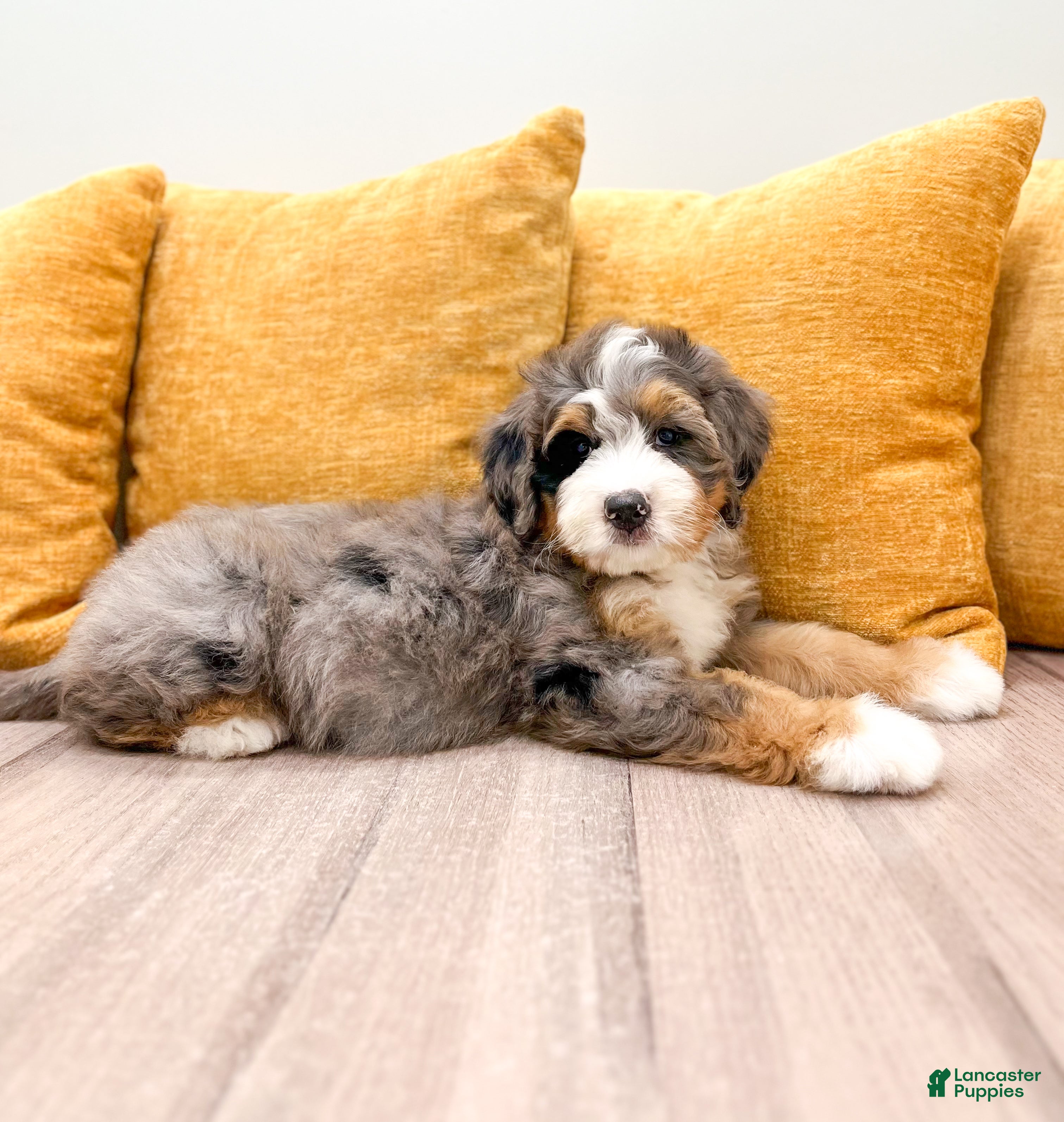 Mini Bernedoodle dogs Olivia - Ad 2