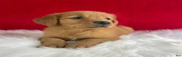 Golden Retriever dogs for sale: Piper - Ad 2