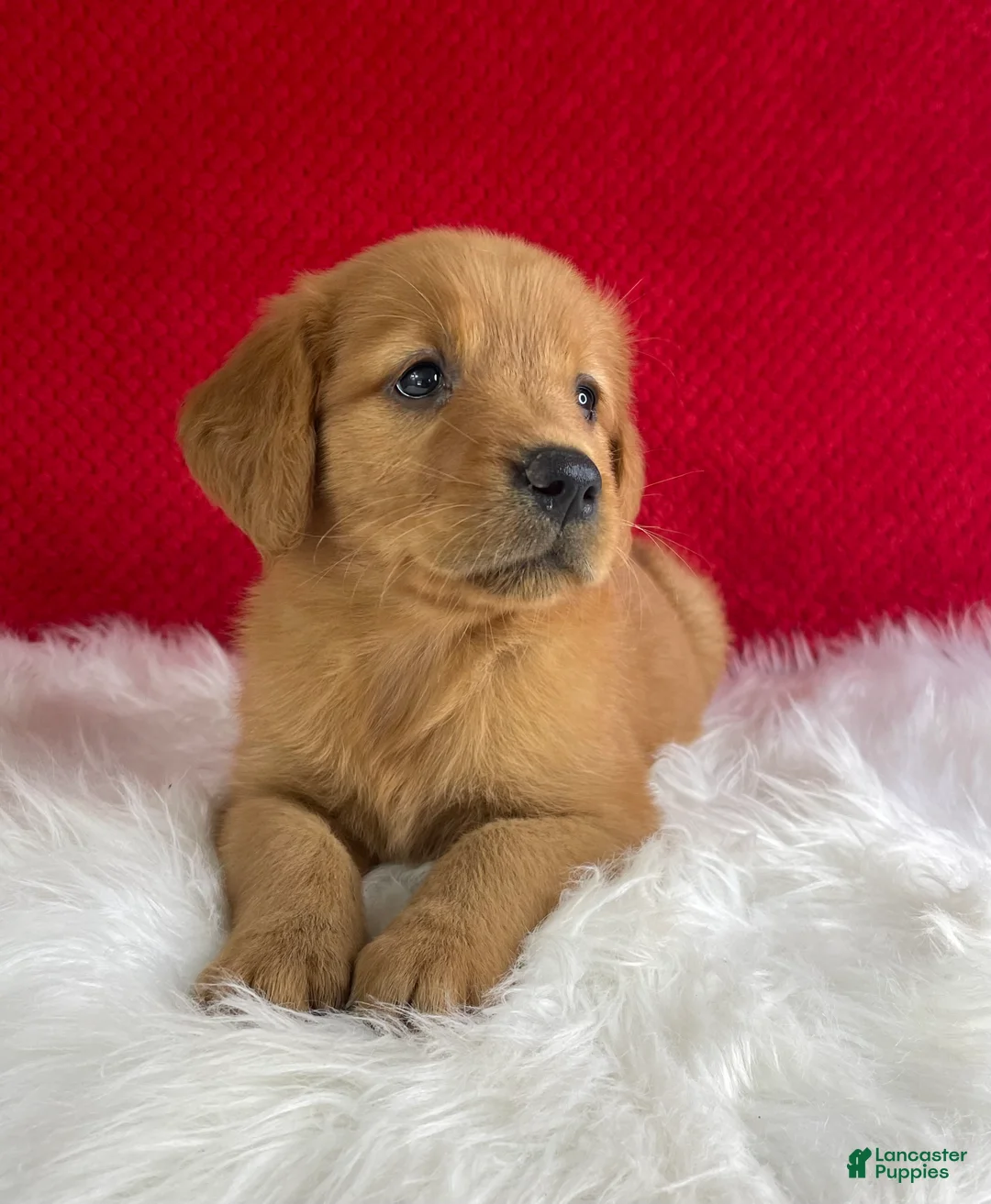 Golden Retriever dogs for sale: Piper - Ad 2