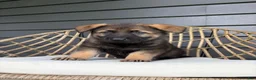 German Shepherd dogs for sale: Duke - Ad 8