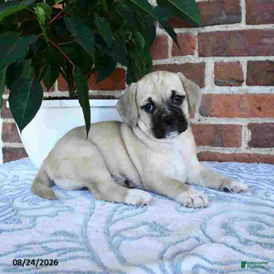 Puggle dogs Taffy - Ad 2