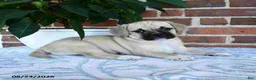 Puggle dogs for sale: Taffy - Ad 2