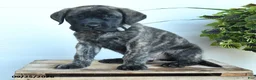 English Mastiff dogs for sale: Peter - Ad 3