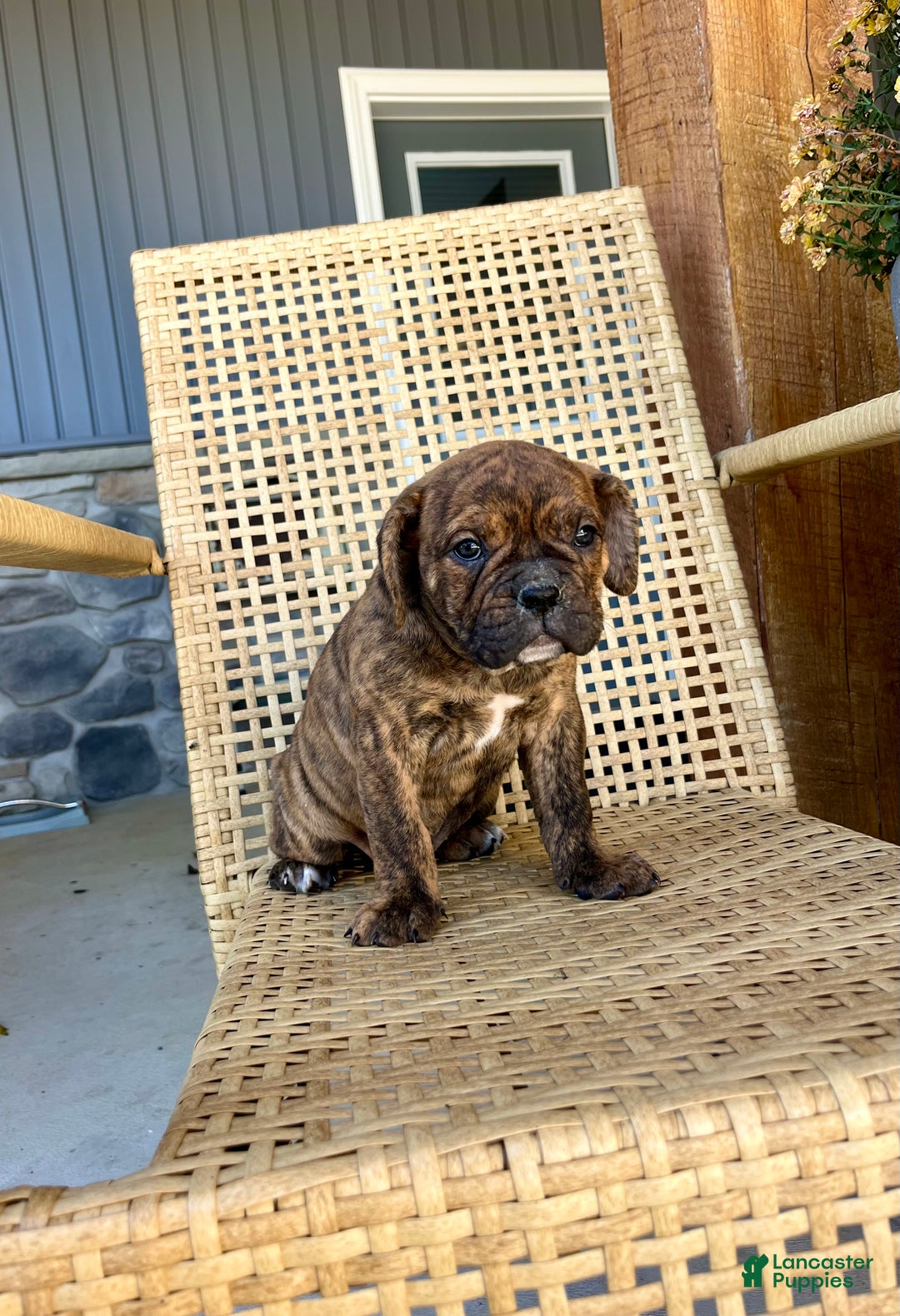 Olde English Bulldogge dogs for sale: Penny - Ad 3