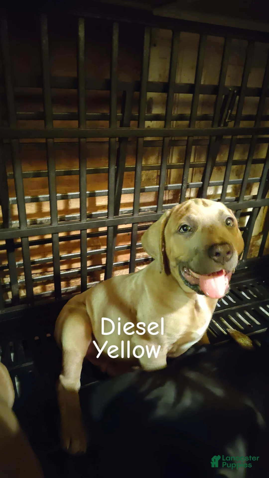 Cane Corso dogs for sale: Cane Corso 4 - Ad 2