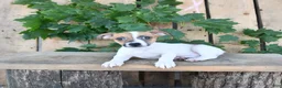Jack Russell Terrier dogs for sale: Tasha - Ad 5