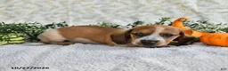 Miniature Dachshund dogs for sale: Jasper - Ad 4
