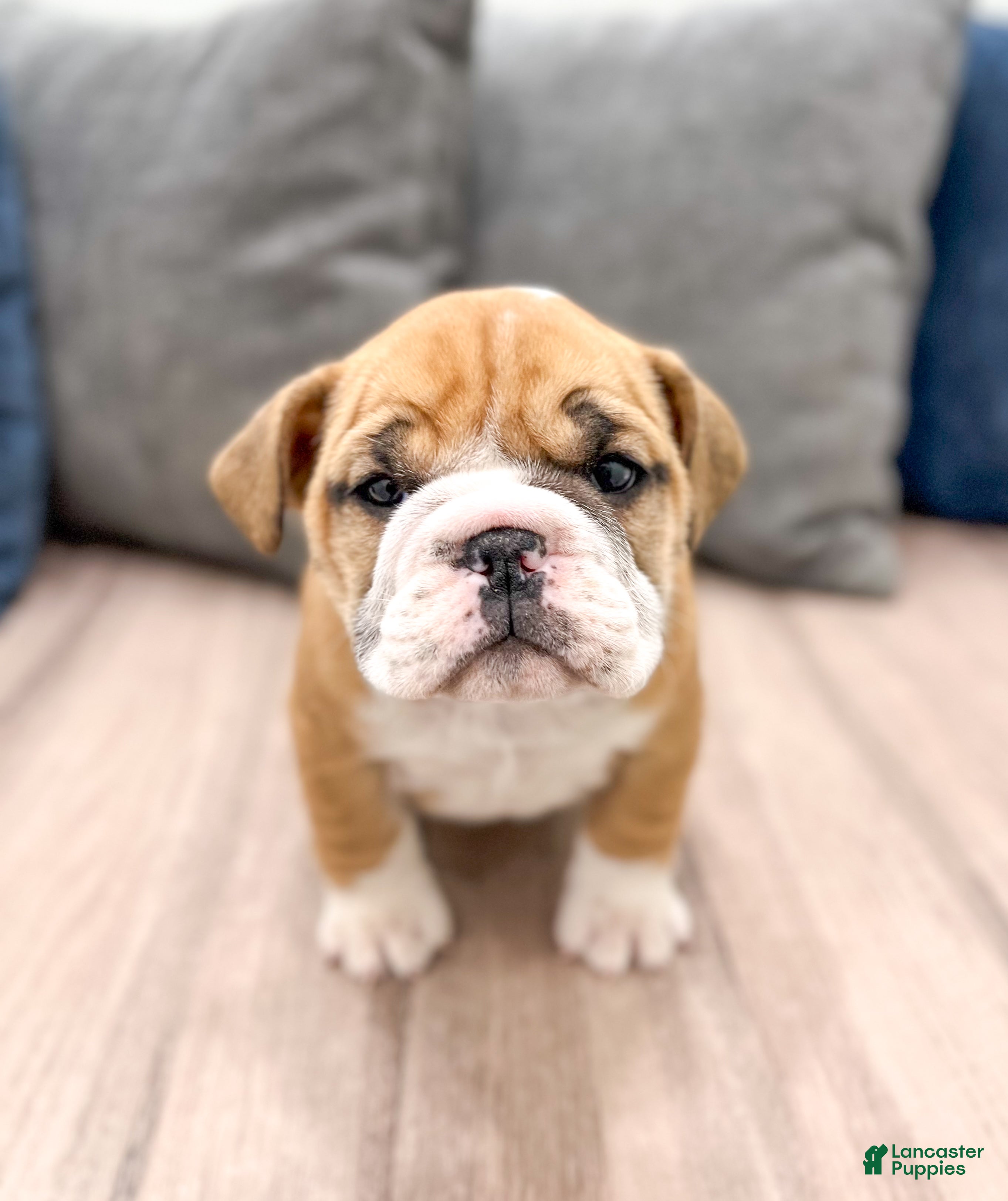 Mixed Breed dogs Cleo - Ad 12