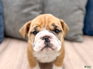 Mixed Breed dogs Cleo - Ad 39