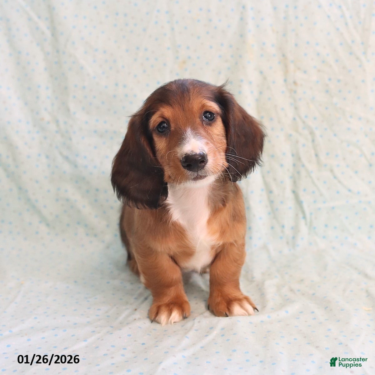Miniature Dachshund dogs Judy - Ad 4