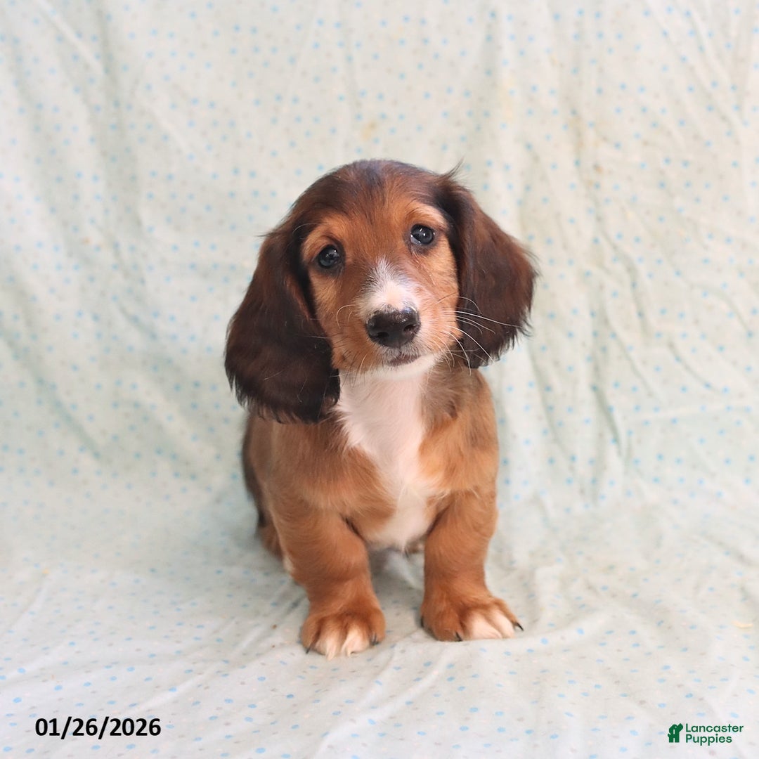 Miniature Dachshund dogs for sale: Judy - Ad 1