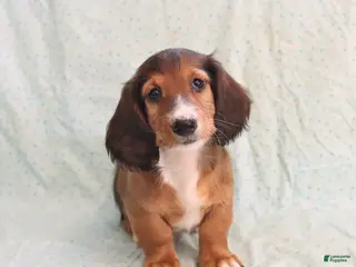 Miniature Dachshund dogs Judy - Ad 16