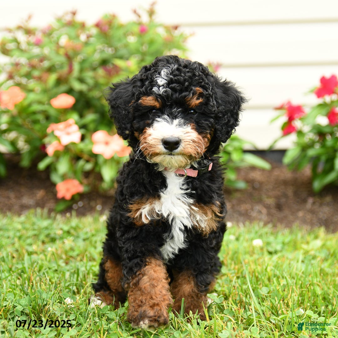 Tri Color Bernedoodle Tri Color Bouncing Bernedoodle Lacey For