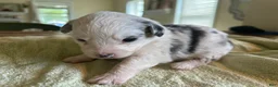 Mixed Breed dogs for sale: Spot - Ad 5