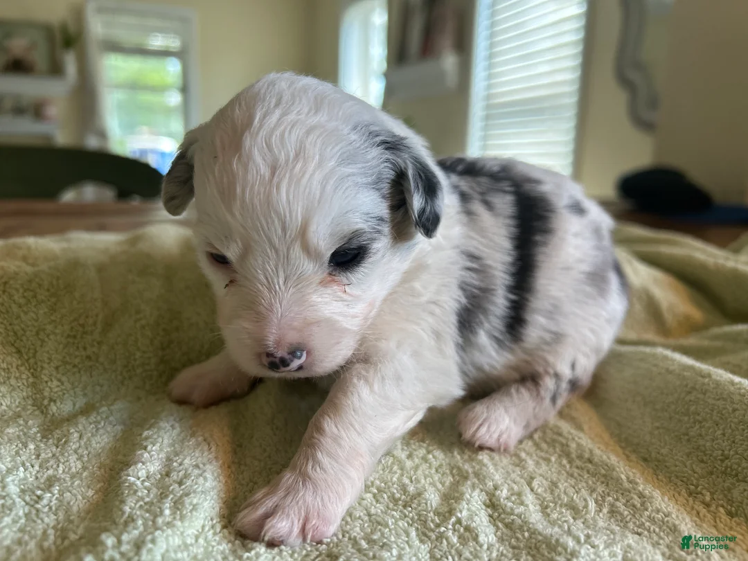 Mixed Breed dogs for sale: Spot - Ad 5