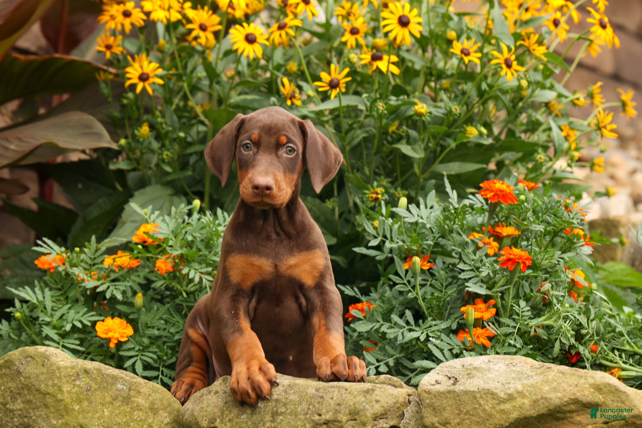 Doberman Pinscher dogs DIXIE - Ad 1