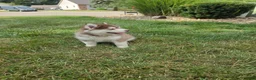 Pomsky dogs for sale: Piper - Ad 5