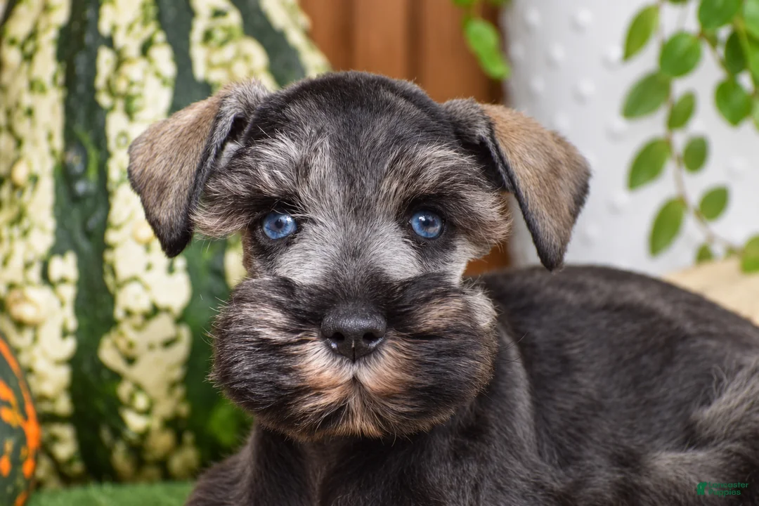 Miniature Schnauzer dogs for sale: Montana - Ad 1