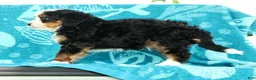 Mini Bernedoodle dogs for sale: Frisco - Ad 7