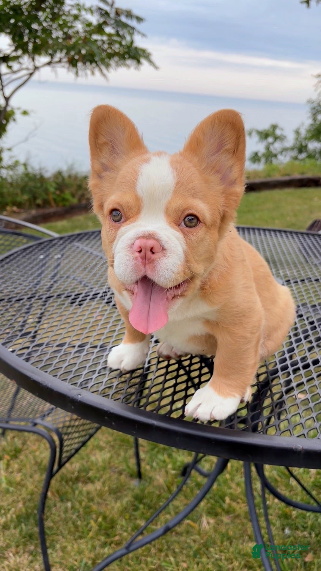 French Bulldog dogs French Bulldog 2 - Ad 1