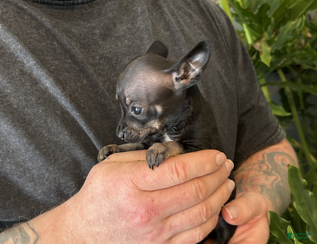 Chihuahua dogs for sale: Black Pearl - Ad 2