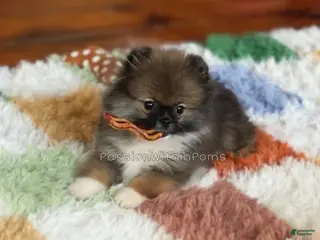 Pomeranian dogs Little Spidey - Ad 6