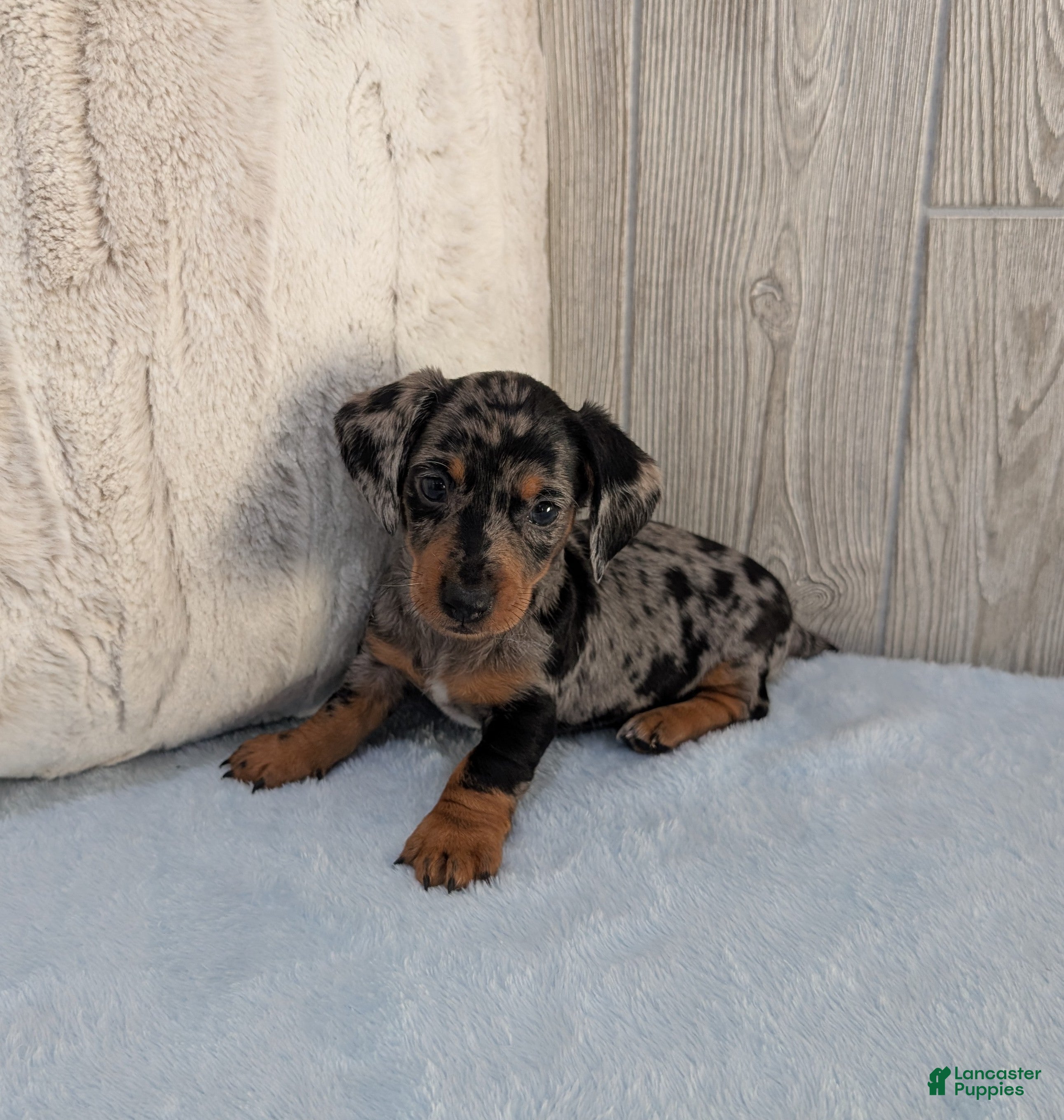 Miniature Dachshund dogs Scooby - Ad 1