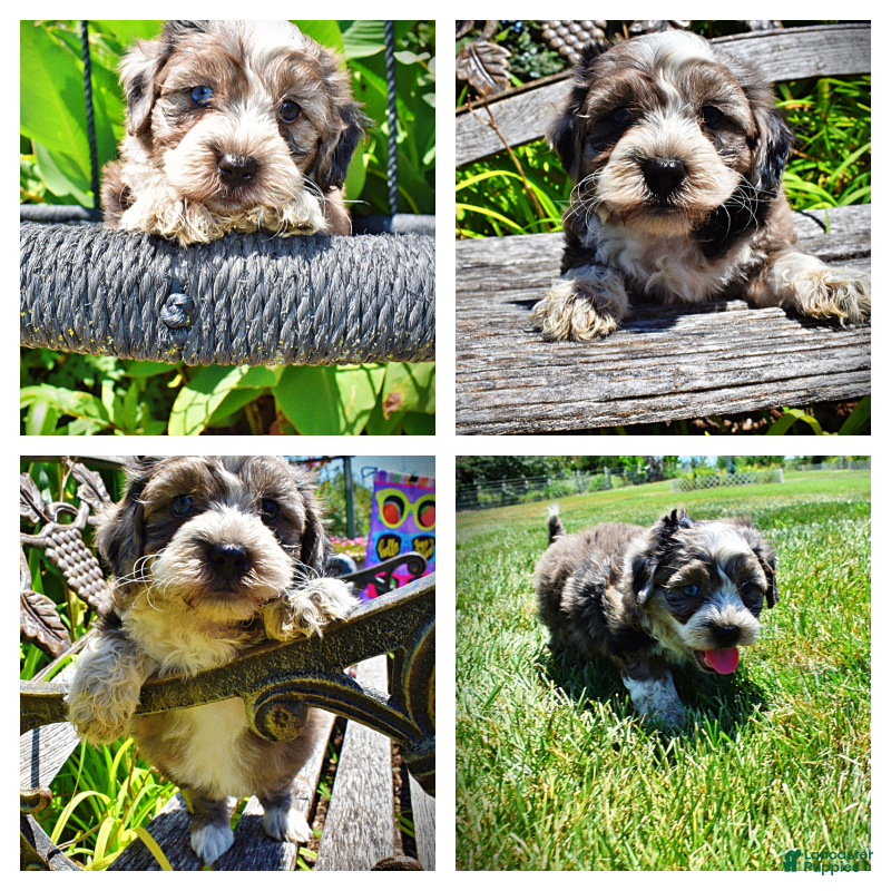 Havapoo dogs Icon - Ad 1