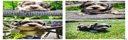 Havapoo dogs for sale: Icon - Ad 1