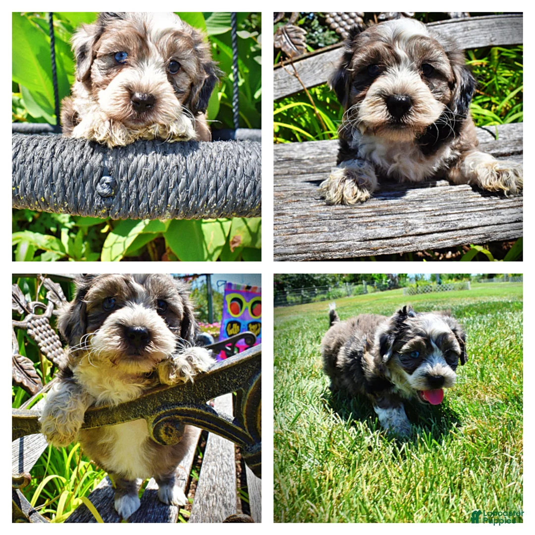 Havapoo dogs for sale: Icon - Ad 1