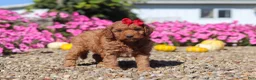 Mini Goldendoodle dogs for sale: Poppy - Ad 6