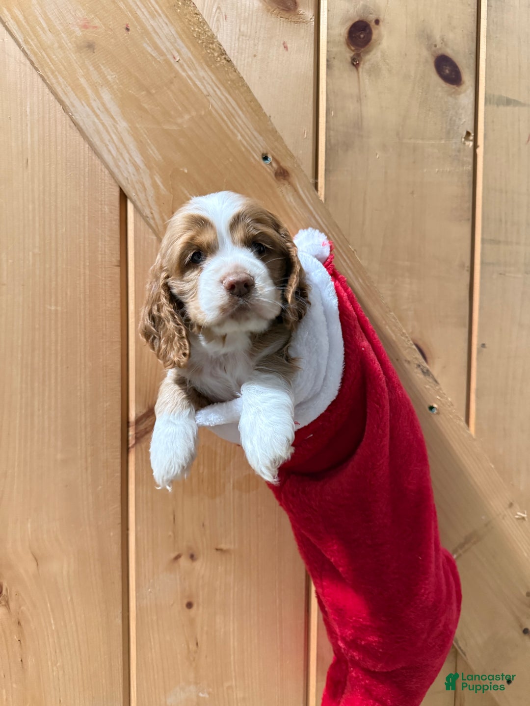 Cocker Spaniel dogs for sale: Dixie - Ad 3