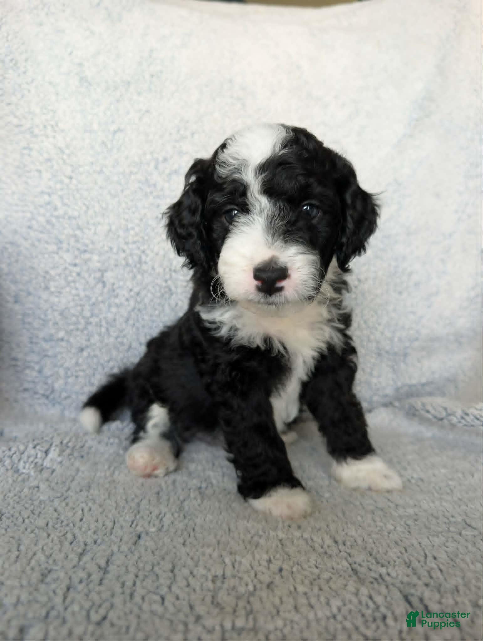 Mixed Breed dogs for sale: Panda  - Ad 1